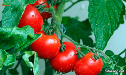 Ventajas de una planta de tomate reforzada