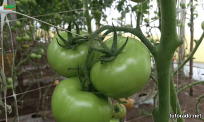 Ventajas de una planta de tomate reforzada
